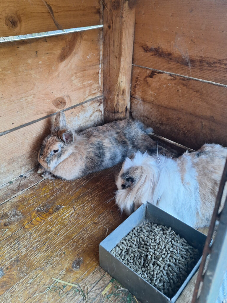Kaninchen am Bachgut