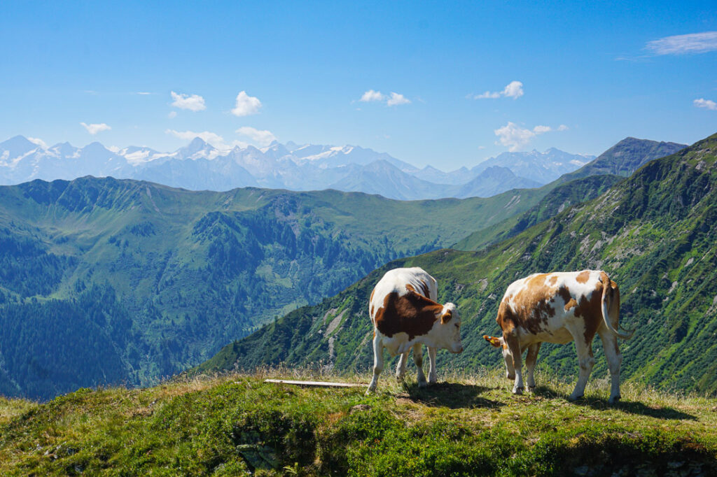 Kühe in Saalbach Hinterglemm am Westgipfel